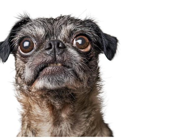 Pug con cara de qué hiciste